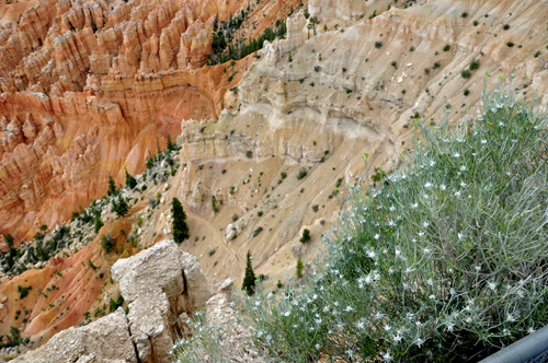 flowers and the cliff formations